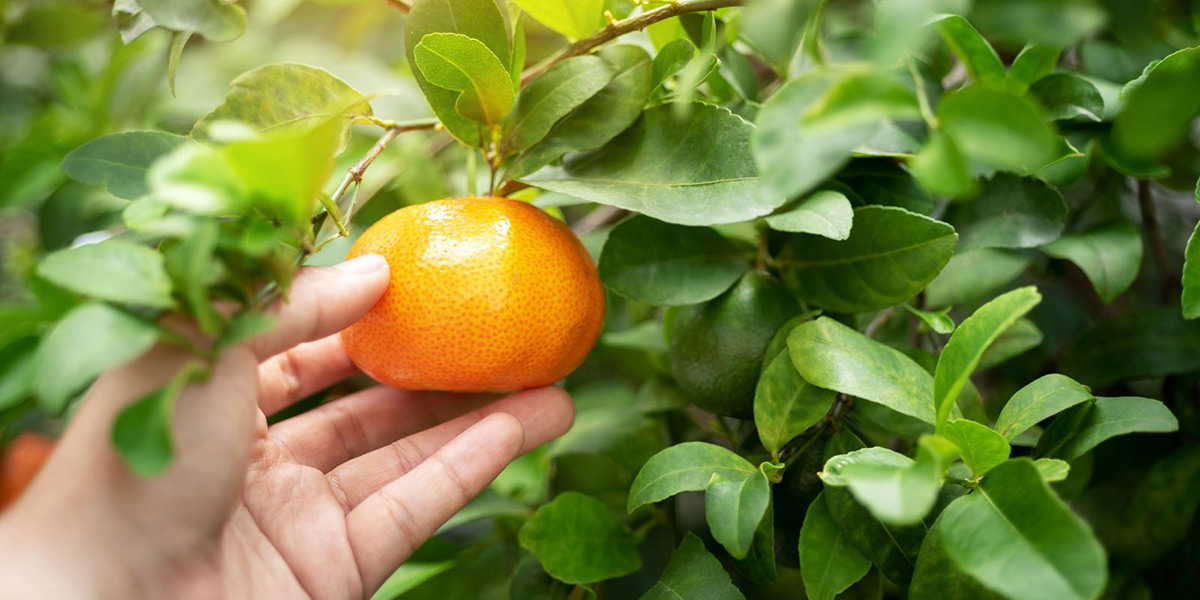 It’s Bio: arriva Tang Gold, il mandarino biologico senza semi